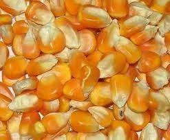 Corn (paint size)