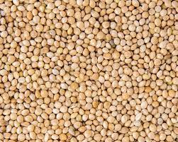 White Guinea corn