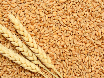 wheat seed